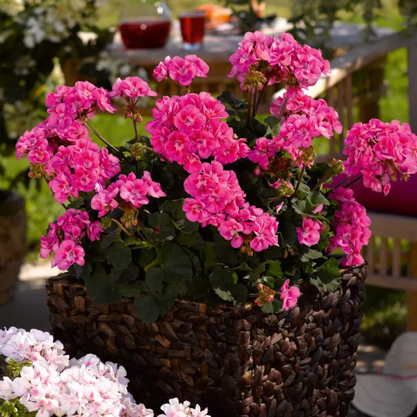 Geranium Savannah Pink