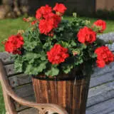 Geranium Savannah Red P14gersrd - Garden Express Australia