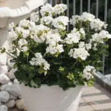 Geranium Savannah White P14gerswh - Garden Express Australia