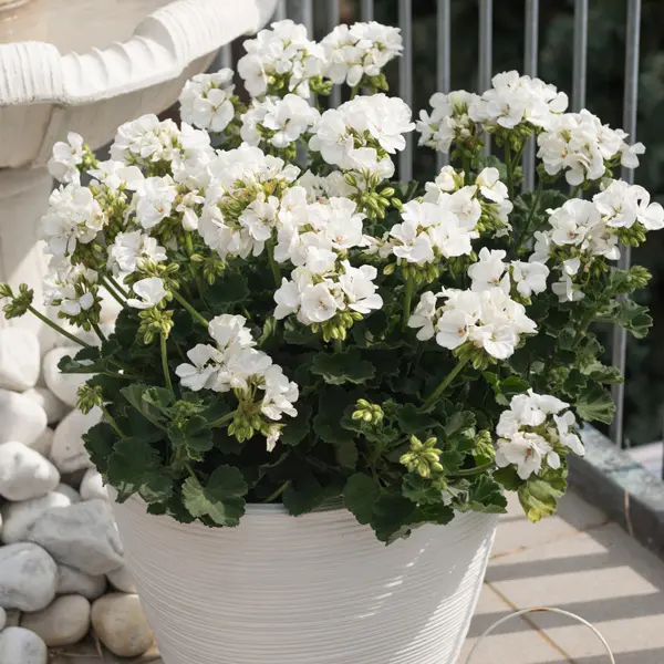 Geranium Savannah White Geranium Savannah White