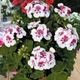 Geranium Savannah White Parfait P14gerswp - Garden Express Australia