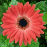 Gerbera Danny 600px - Garden Express Australia
