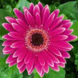 Gerbera Gail 600px - Garden Express Australia