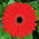 Gerbera Johny 600px - Garden Express Australia