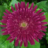 Gerbera Karen 600px - Garden Express Australia