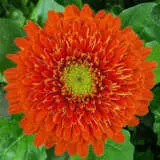 Gerbera Michelle 600px - Garden Express Australia