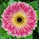 Gerbera Noah 600px - Garden Express Australia