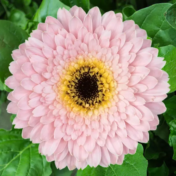 Mini Gerbera Simone Mini Gerbera Simone