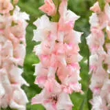 Gladioli Adrenalin Pkglaadr - Garden Express Australia