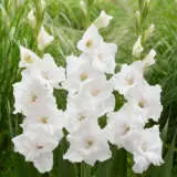 Gladioli Flevo Eskimo Pkglafes - Garden Express Australia