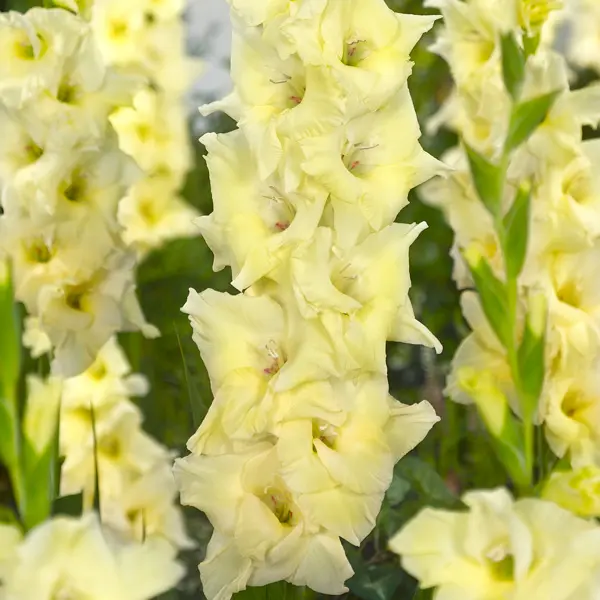 Gladioli Speed Date