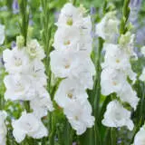 Glamini Gladioli Blondie Pkgglblo - Garden Express Australia