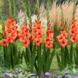 Glamini Gladioli Jenny Pkggljen - Garden Express Australia