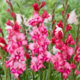 Glamini Gladioli Kelly Pkgglkel - Garden Express Australia