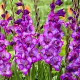 Glamini Gladioli Kim Pkgglkim - Garden Express Australia