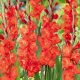 Glamini Gladioli Patty Pkgglpat - Garden Express Australia