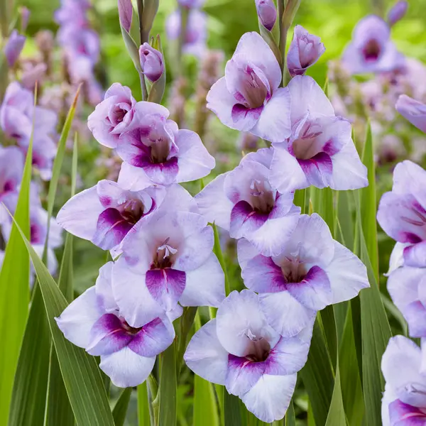 Glamini Gladioli Tina