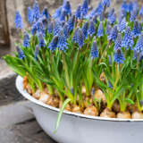 Grape Hyacinth Blue 2024 Pkghyblu050 - Garden Express Australia
