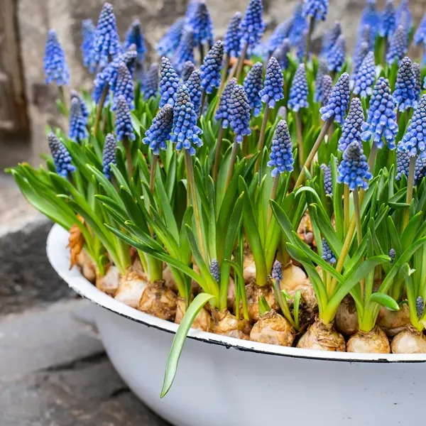 Grape Hyacinth Blue 50pk Grape Hyacinth Blue 50pk