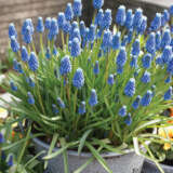 Grape Hyacinth Blue 50pk