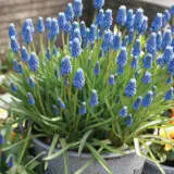 Grape Hyacinth Blue 50pk Grape Hyacinth Blue 50pk