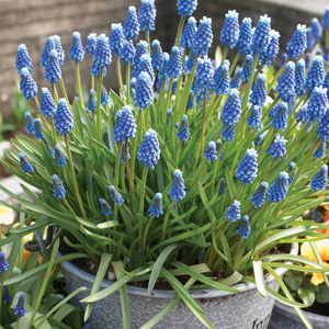 Grape Hyacinth Blue 50pk