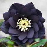 Hellebore Double Black P75heldbl - Garden Express Australia