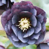 Hellebore Double Slate Pplheldsl - Garden Express Australia