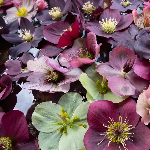Hellebore Mixed