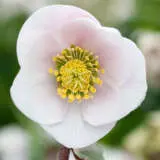 Hellebore Single Pink Flush P75helspf - Garden Express Australia