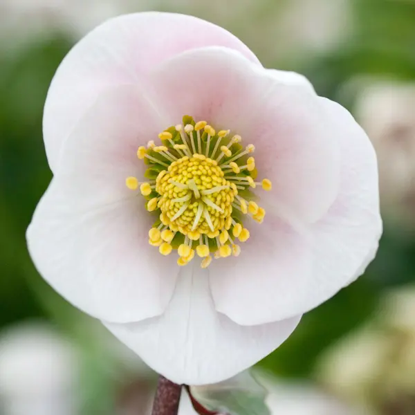 Hellebore Single Pink Flush