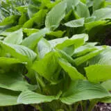 Hosta Lime Marmalade Pkhoslma - Garden Express Australia