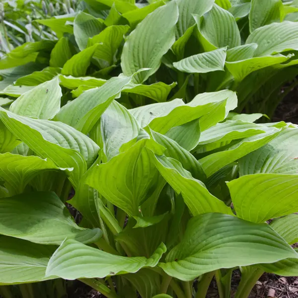 Hosta Lime Marmalade