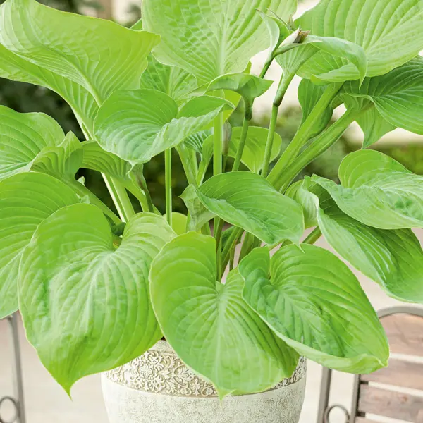 Hosta Sum Substance 2024 Pkhossas Hosta Sum Substance 2024 Pkhossas