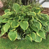 Hosta Twilight 2019 Pplhostwi - Garden Express Australia
