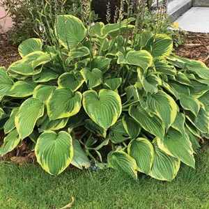 Hosta Twilight
