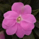 Impatiens Clockwork Lavender P68impclv - Garden Express Australia