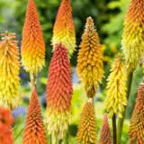 Kniphofia Uvaria Grandiflora Mix Pkkniugm - Garden Express Australia