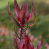 Leucadendron Burgundy Blaze P10lcdbbl - Garden Express Australia
