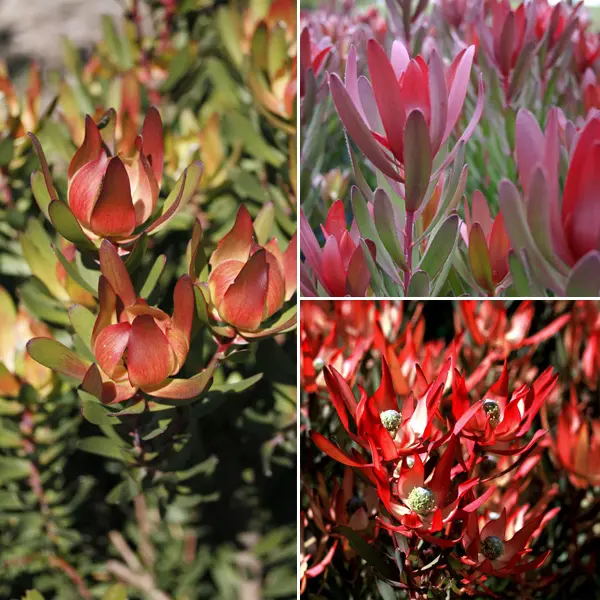 Leucadendron Collection 2