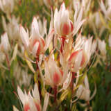 Leucadendron Cream Delightp10lcdcde - Garden Express Australia