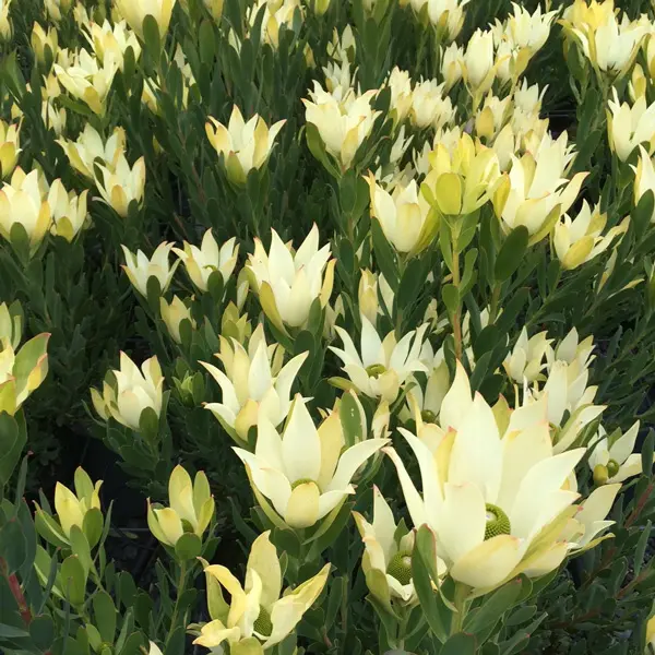 Leucadendron Lime Magic Leucadendron Lime Magic