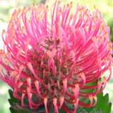 Leucospermum Carnival Coast P10lspcac - Garden Express Australia