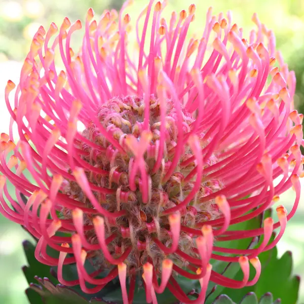Leucospermum Carnival Coast Leucospermum Carnival Coast