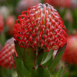 Leucospermum Carnival Crimson P10lspccr - Garden Express Australia