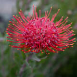 Leucospermum Red Phantom P10lsprph - Garden Express Australia