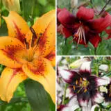 Lilium Bicolour Collection 2024 Collilbco - Garden Express Australia