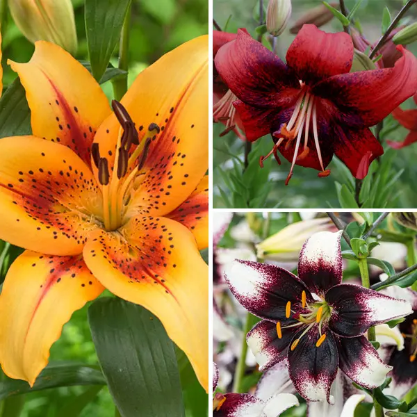 Lilium Bi-colour Collection
