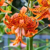 Lilium Double Tiger 2024 Pklildti - Garden Express Australia