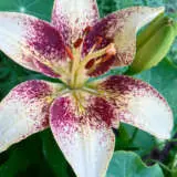 Lilium Tribal Kiss Pkliltki - Garden Express Australia